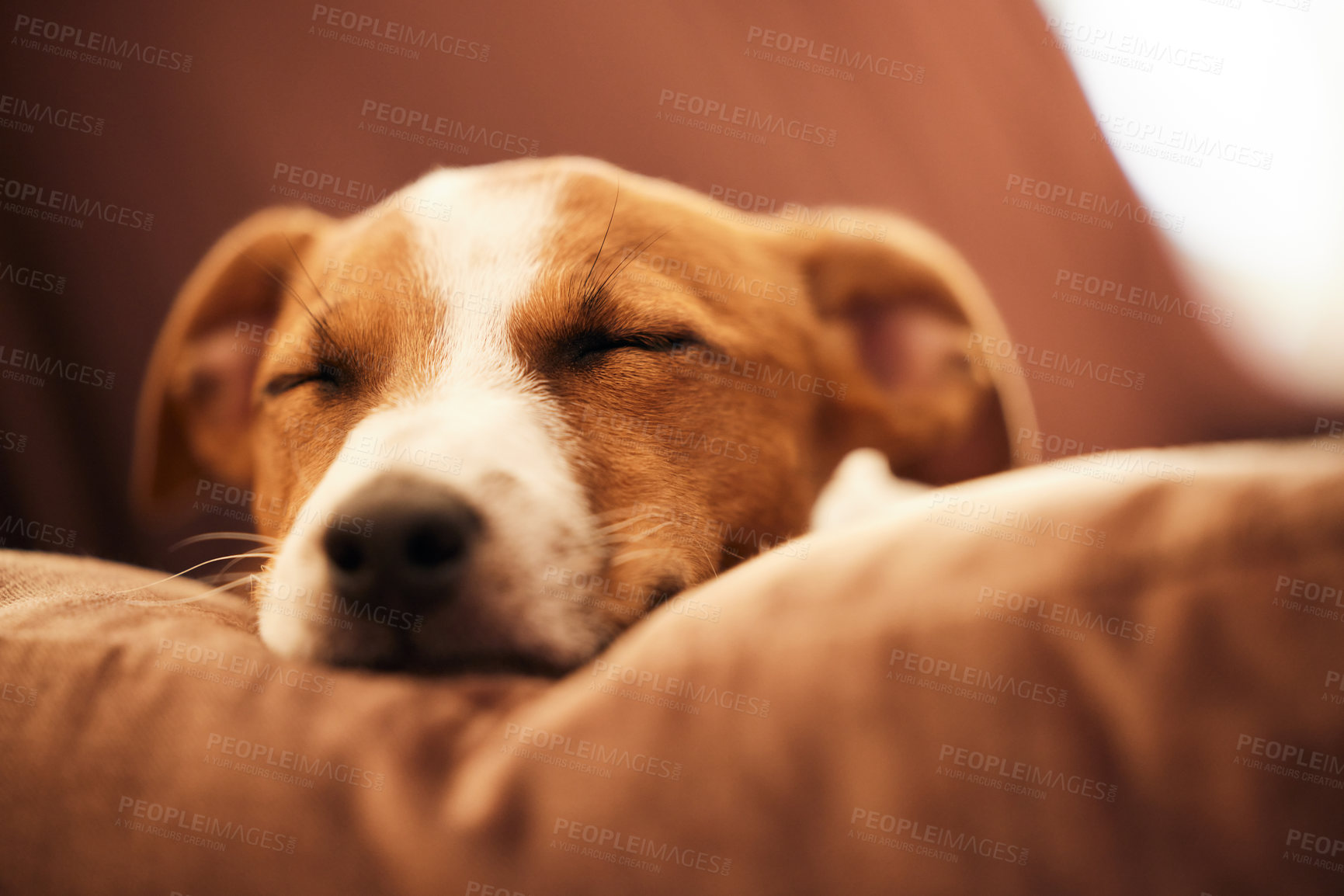 Buy stock photo Cropped shot of an adorable young Jack Russell sleeping on a sofa in the living room at home