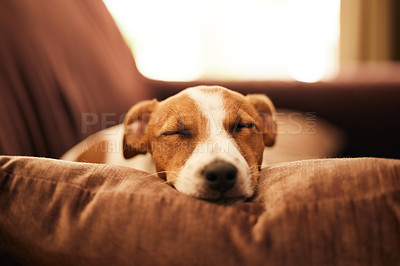Buy stock photo Dog on couch, sleep and relax in home for happy pet in comfort and safety in living room. Tired Jack Russell sleeping on couch, furniture and pets with loyalty, cute face and pillow in lounge alone.