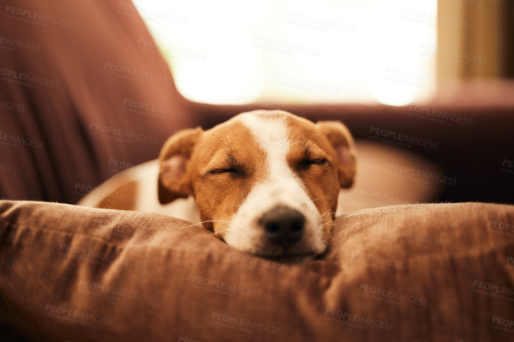 Buy stock photo Dog on couch, sleep and relax in home for happy pet in comfort and safety in living room. Tired Jack Russell sleeping on couch, furniture and pets with loyalty, cute face and pillow in lounge alone.