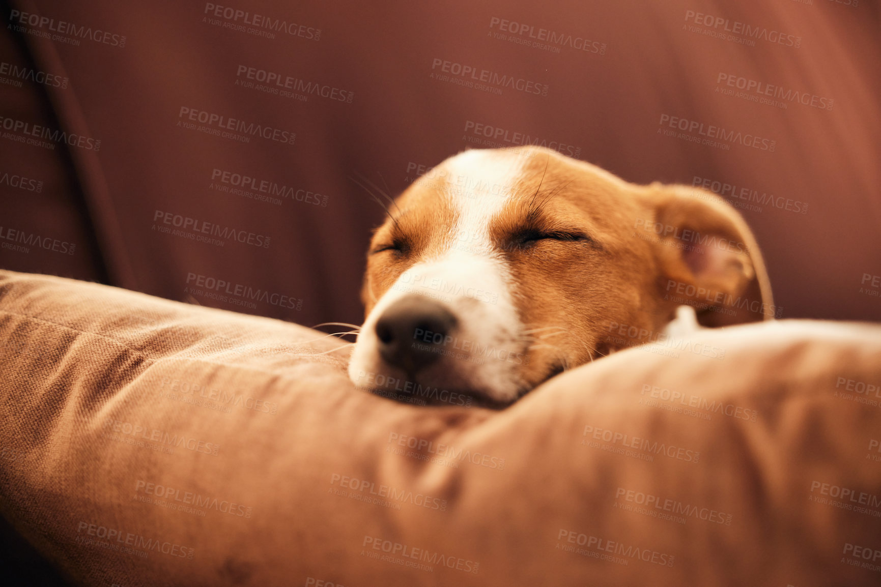 Buy stock photo Dog on sofa, sleep and peace in home for happy pet in comfort and safety in living room. Tired Jack Russell sleeping on couch, furniture and pets with loyalty, cute face and pillow in lounge alone.