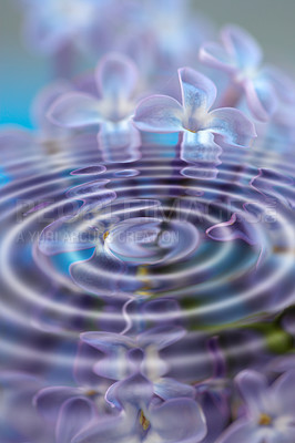 Buy stock photo Artistic, creative and cgi water ripples with vibrant, blue and beautiful lilac flowers. Closeup texture detail of soothing, calming and peaceful liquid effect from raindrops with wave pattern