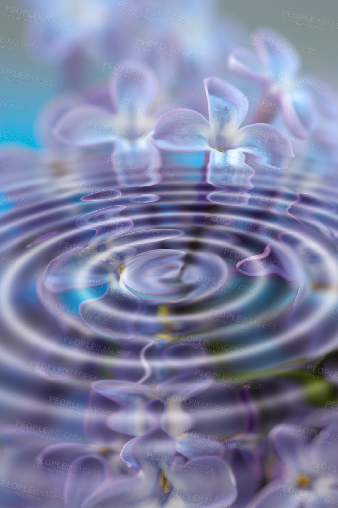 Buy stock photo Artistic, creative and cgi water ripples with vibrant, blue and beautiful lilac flowers. Closeup texture detail of soothing, calming and peaceful liquid effect from raindrops with wave pattern