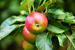 Apples in outdoor setting