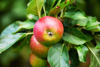 Buy stock photo A photo of taste and beautiful apples