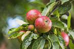 Apples in outdoor setting