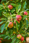 Apples in outdoor setting