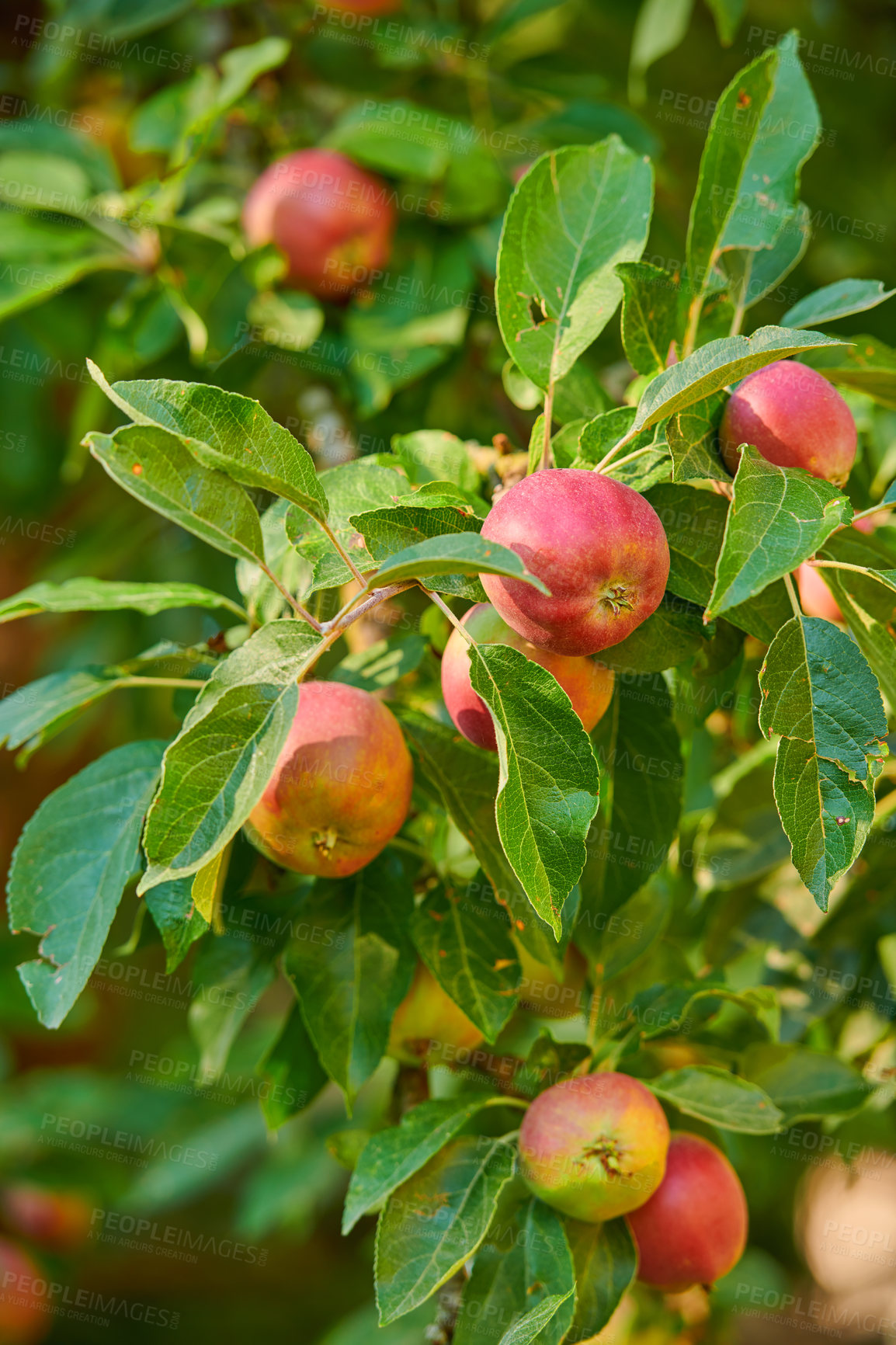 Buy stock photo A photo of taste and beautiful apples