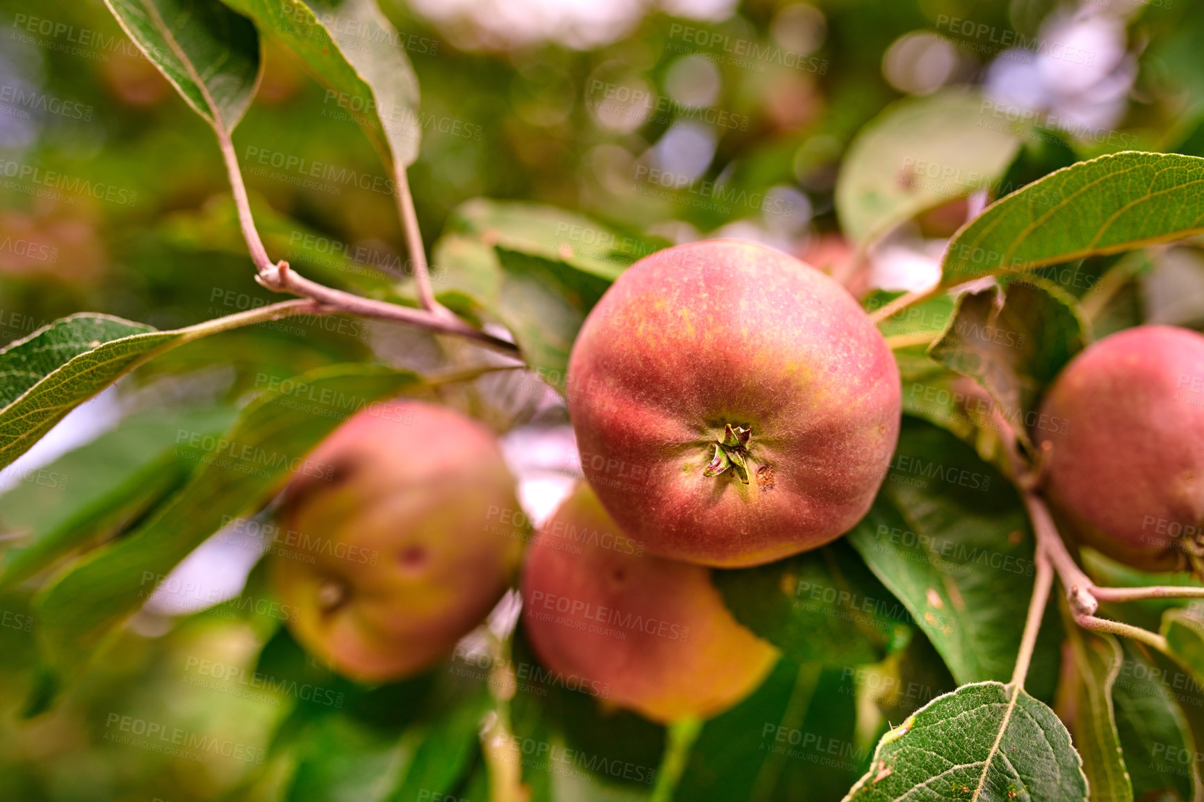 Buy stock photo A photo of taste and beautiful apples