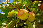 Apples in outdoor setting