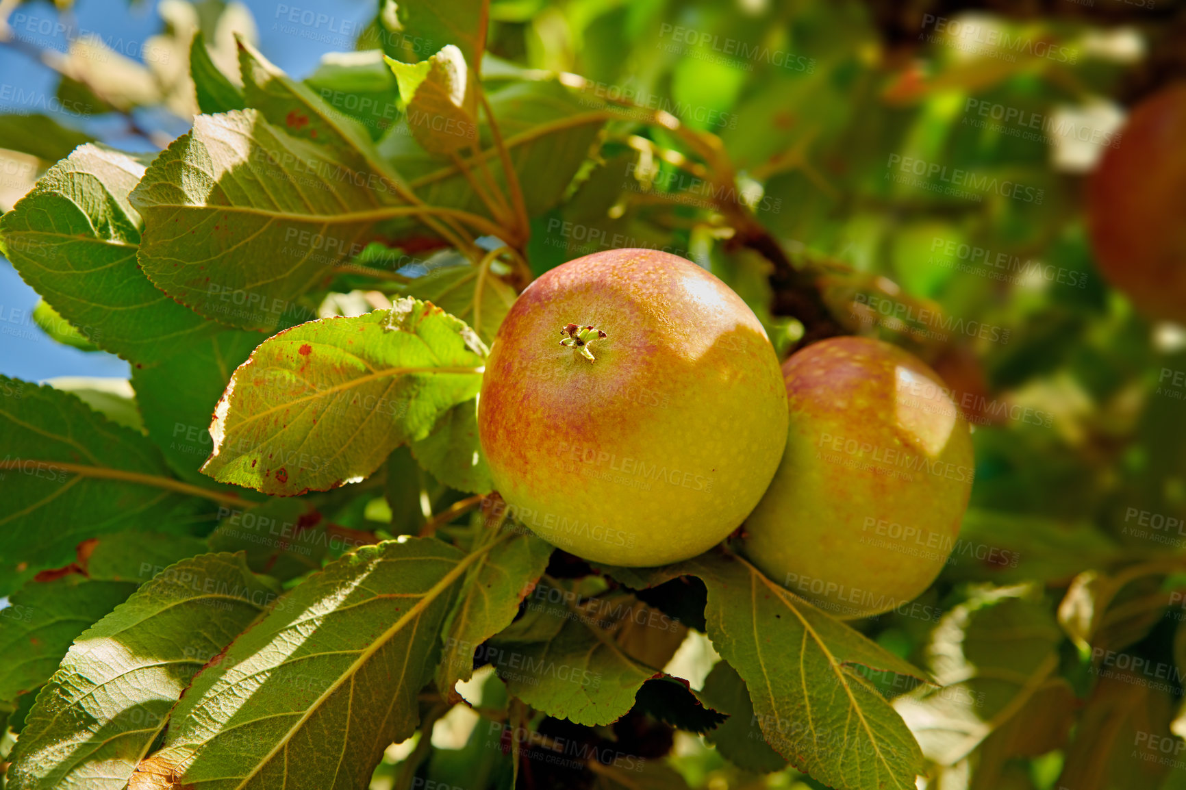 Buy stock photo Agriculture, farm or apples on branch for growth, produce development or natural cultivation process. Farming, fruit production or orchard with unripe harvest, sustainability or blooming progression