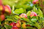 Apples in outdoor setting