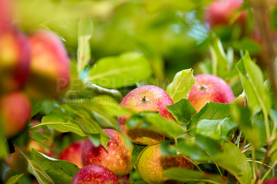 Buy stock photo A photo of taste and beautiful apples