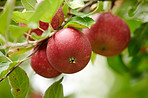 Apples in outdoor setting