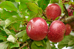 Apples in outdoor setting