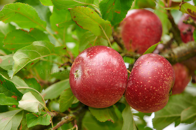 Buy stock photo A photo of taste and beautiful apples