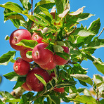 Apples in outdoor setting