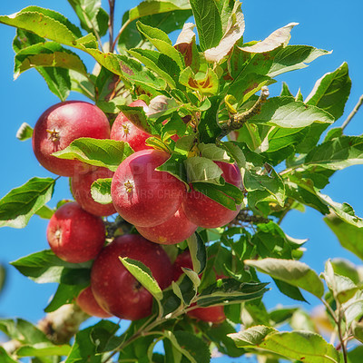 Buy stock photo A photo of taste and beautiful apples