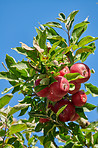 Apples in outdoor setting