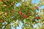 Apples in outdoor setting