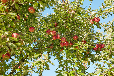 Buy stock photo A photo of taste and beautiful apples