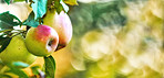 Apples in outdoor setting