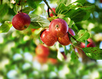 Apples in outdoor setting