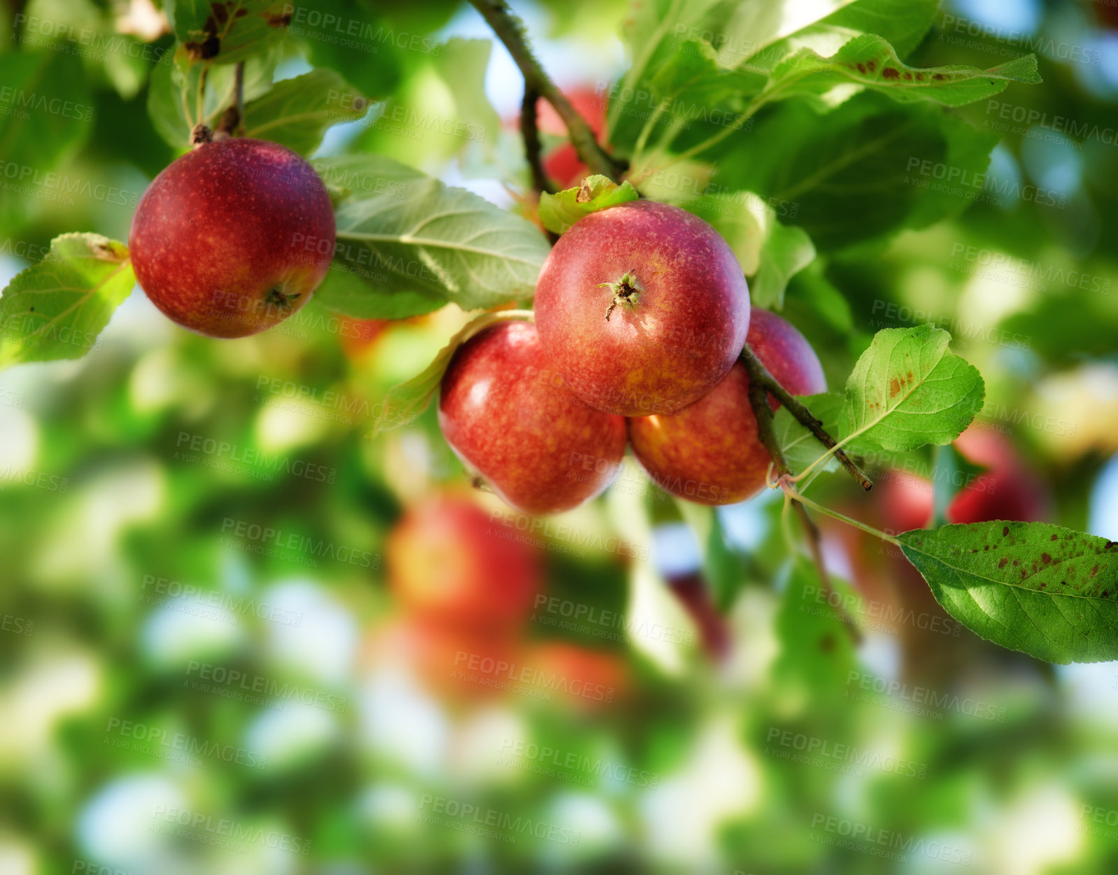 Buy stock photo A photo of taste and beautiful apples