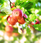 Apples in outdoor setting