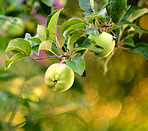 Apples in outdoor setting