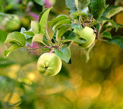 Buy stock photo A photo of taste and beautiful apples