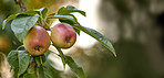 Apples in outdoor setting