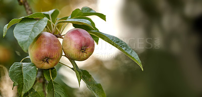 Buy stock photo A photo of taste and beautiful apples