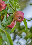 Apples in outdoor setting