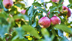 Apples in outdoor setting