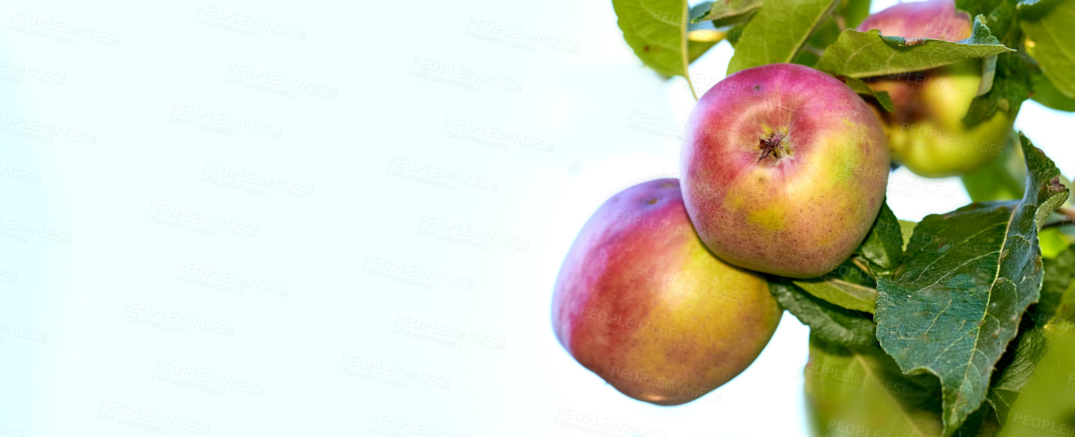 Buy stock photo A photo of taste and beautiful apples