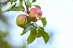 Apples in outdoor setting