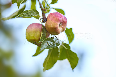 Buy stock photo A photo of taste and beautiful apples