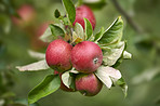 Apples in outdoor setting