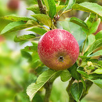 Apples in outdoor setting