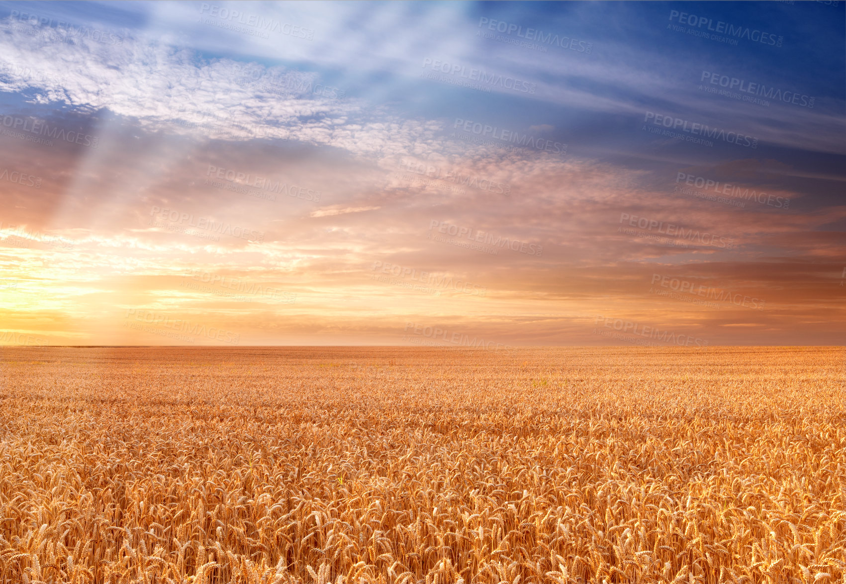 Buy stock photo A photo of Sunset at the countryside, denmark - time for harvest