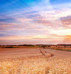 A photo of Sunset at the countryside, denmark - time for harvest