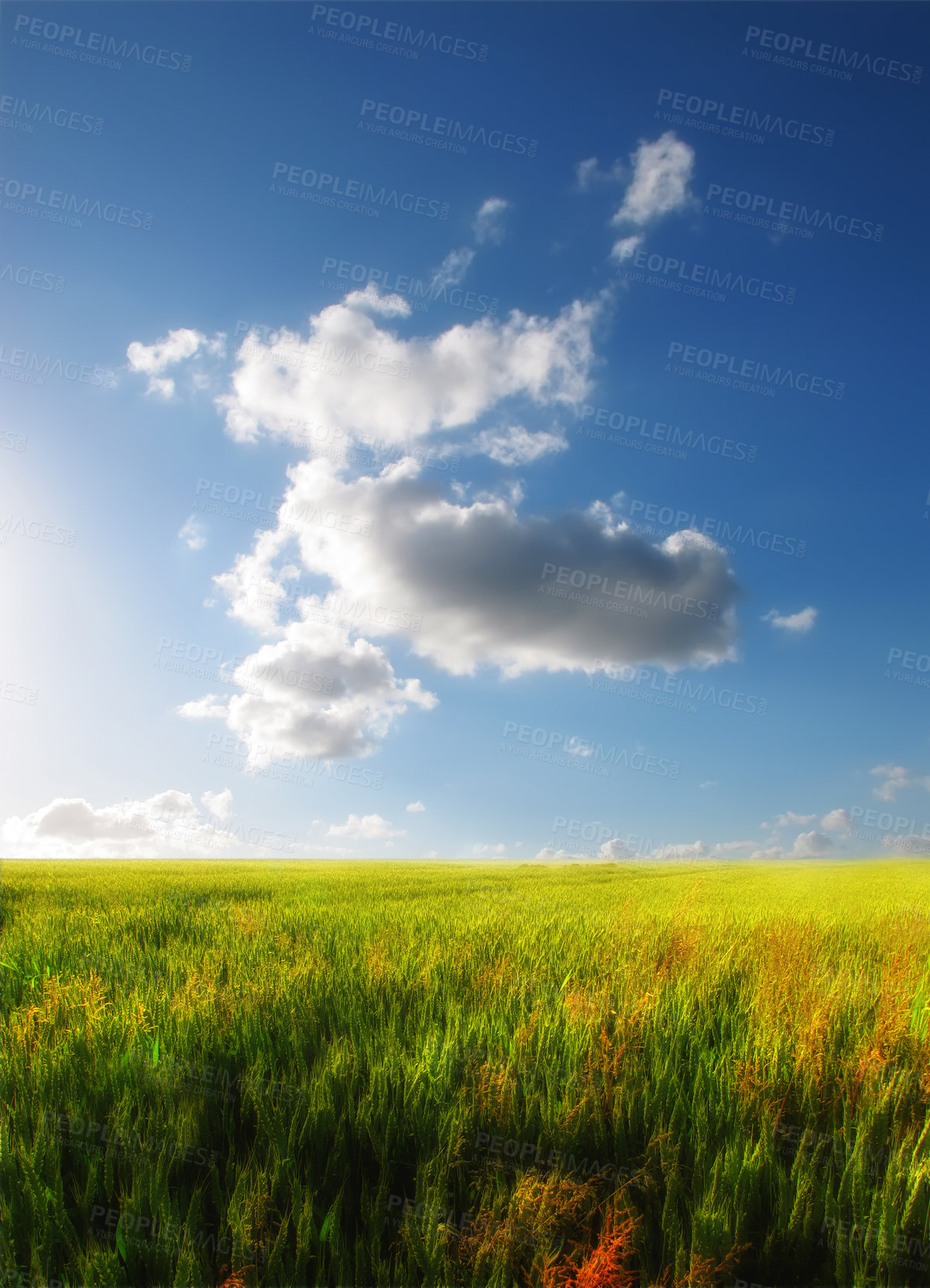 Buy stock photo A green field with clouds in a blue sky background. Empty nature landscape of a wild grass meadow growing in spring season. Yellow and orange color grassland with sunshine and cloudscape copy space