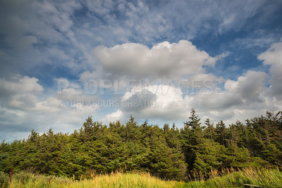 Buy stock photo Landscape a pine tree forest with cloudy blue sky background. Natural green environment of wild trees and grass growing near a hiking spot or beautiful secluded location on an overcast, cloudy day