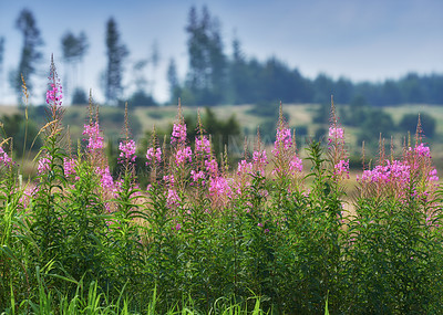 Buy stock photo Forest in springtime in Denmark