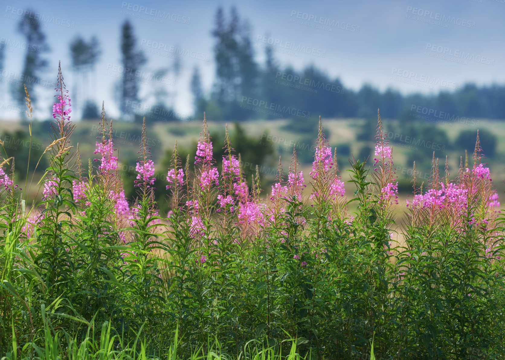 Buy stock photo Forest in springtime in Denmark