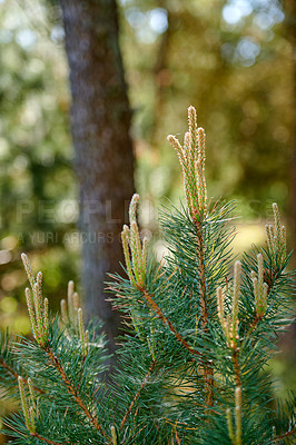 Buy stock photo The forest in late autumn, winter and early spring