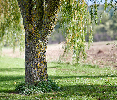 Buy stock photo Big tree trunk with vibrant green grass in a park or on a remote farm. Closeup of brown wooden texture on old bark with moss and algae. Natural landscape on a sunny day in peaceful meadow or forest