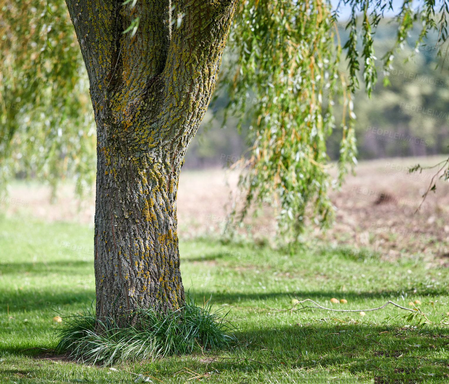 Buy stock photo Big tree trunk with vibrant green grass in a park or on a remote farm. Closeup of brown wooden texture on old bark with moss and algae. Natural landscape on a sunny day in peaceful meadow or forest