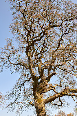 Buy stock photo The forest in late autumn, winter and early spring