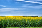 Green fields and blue skies 